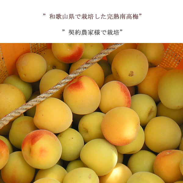 和歌山県で栽培した完熟南高梅