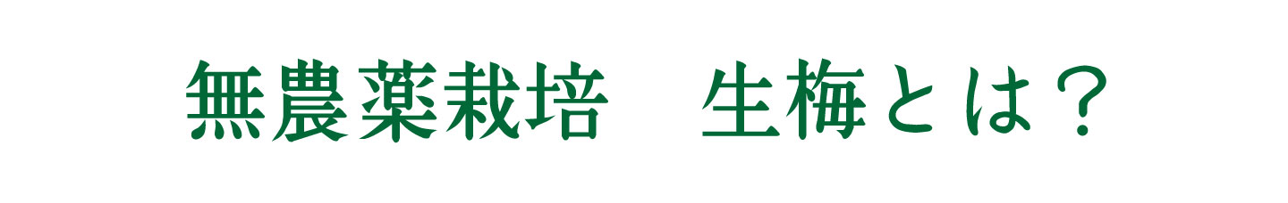 フルーツみたいな梅、フルーツ梅干し | 紀州南高梅干し通販専門店 有限会社深見梅店